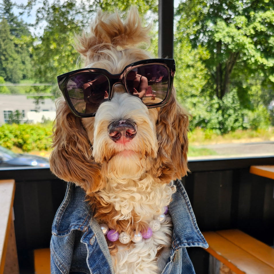 Dog wearing sunglasses and a denim jacket in an outdoor setting POPNCO