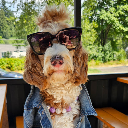 Dog wearing sunglasses and a denim jacket in an outdoor setting POPNCO