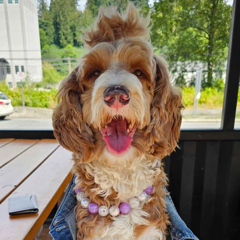 POPNCO Morgana beaded Pet Collar. Purple, Pearl and White Acrylic and Resin Beads on Aircraft grade stainless Steel Wire. Dog wearing a denim jacket with a blurred outdoor background POPNCO