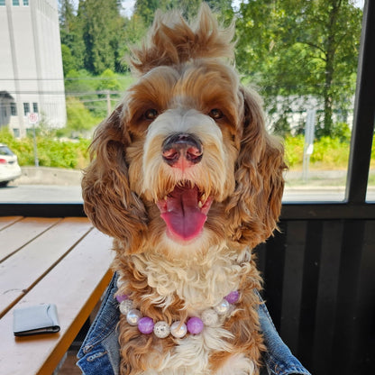 Dog wearing a denim jacket with a blurred outdoor background POPNCO