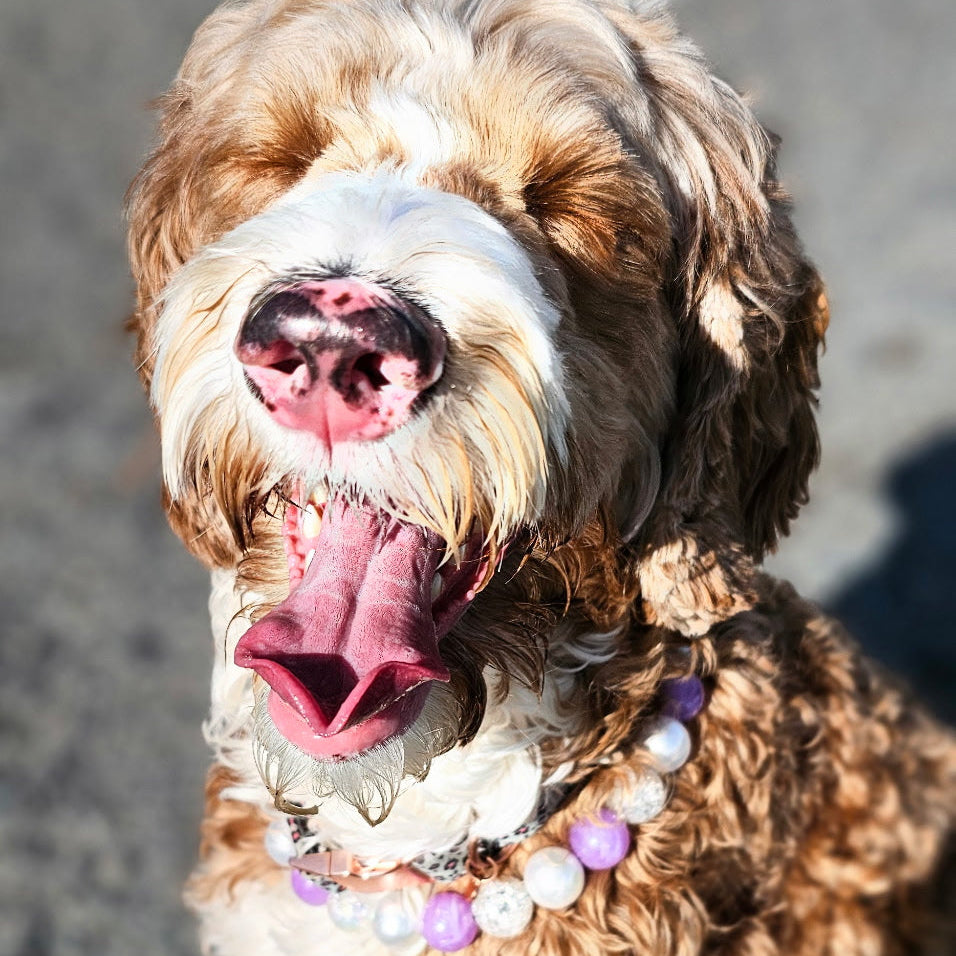 Brown and white dog with a pink collar on a gray pavement