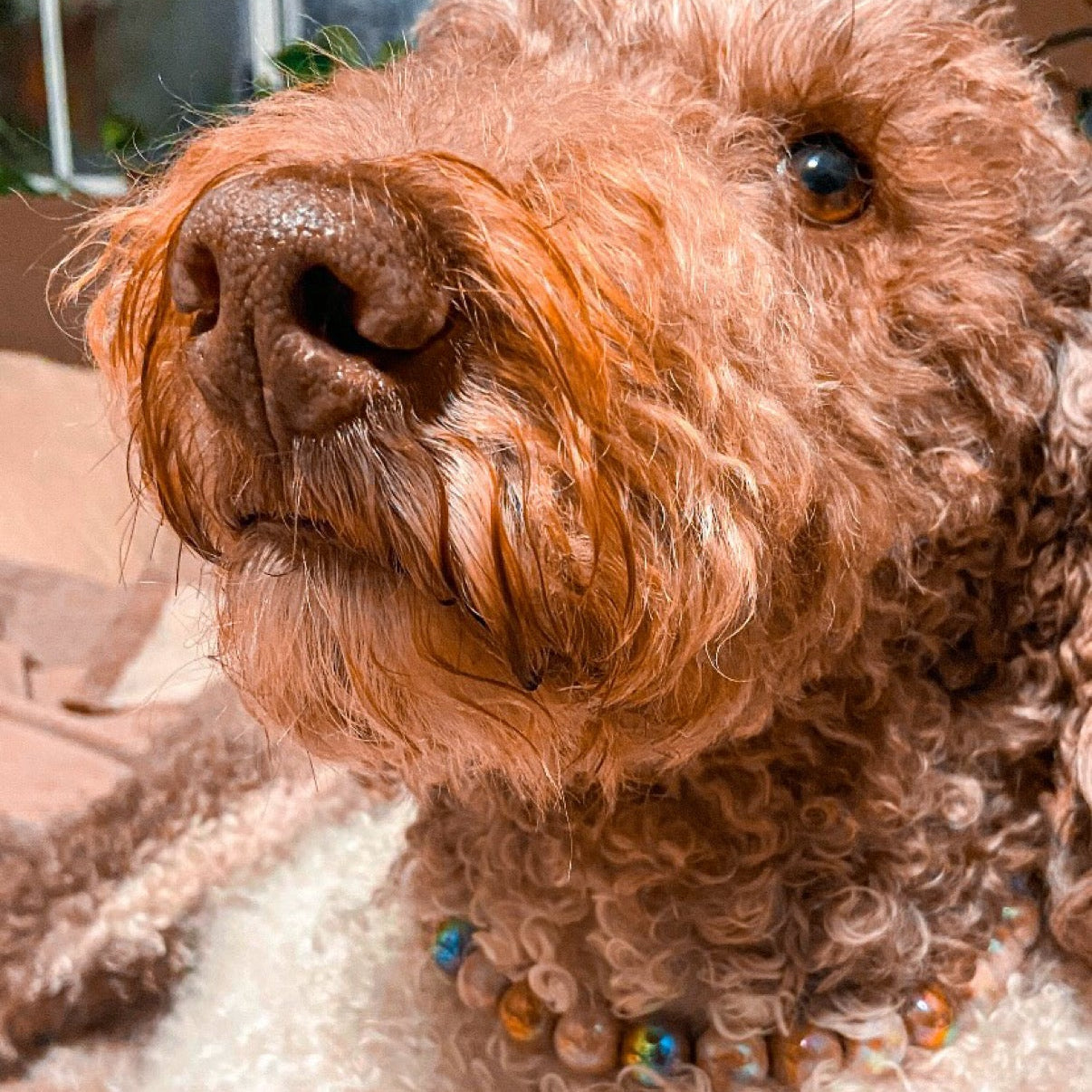 Close-up of a dog with text overlay on a soft pink blanket