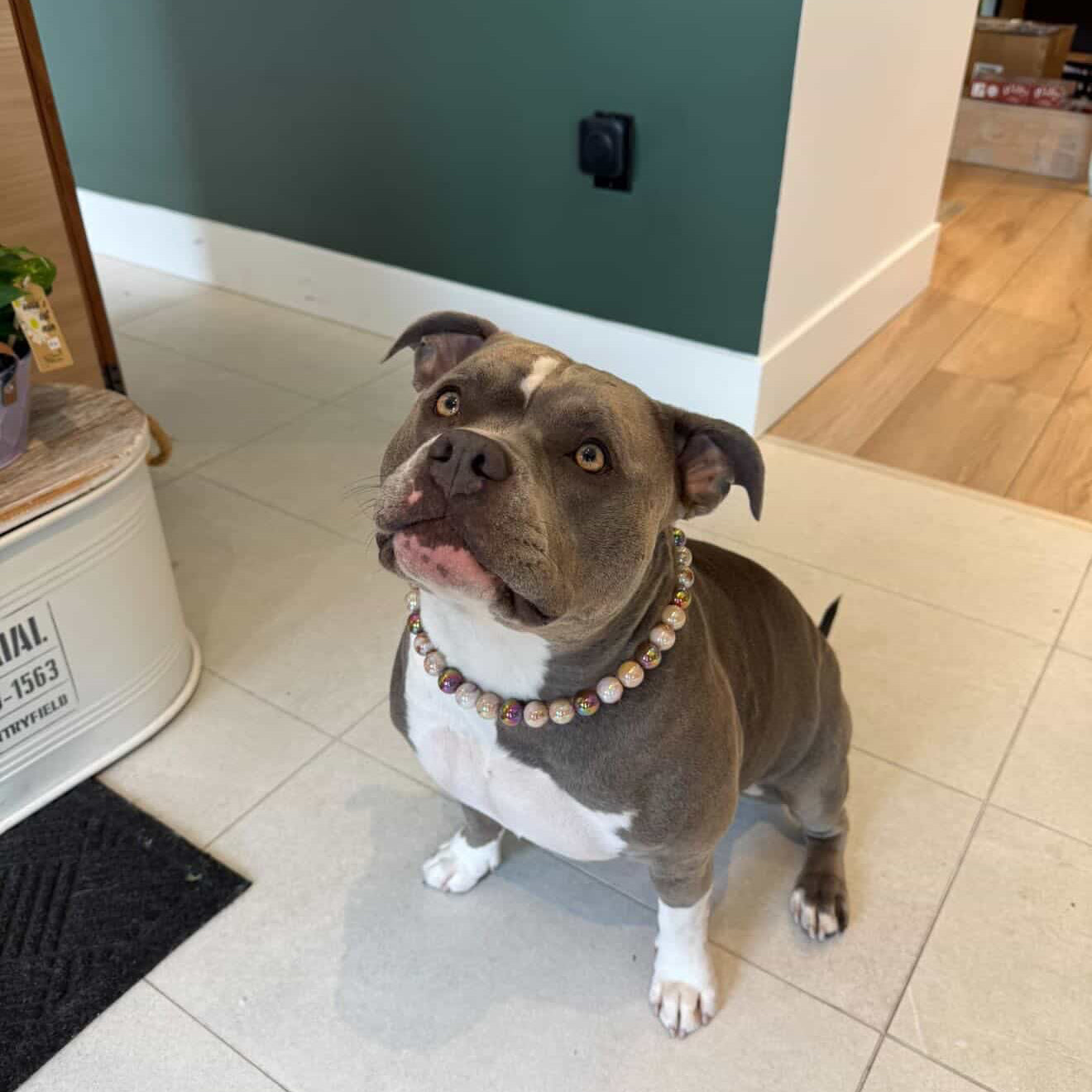 Dog standing on a tiled floor with a green wall in the background