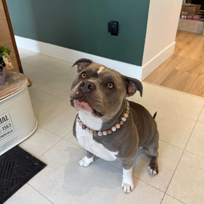 Dog standing on a tiled floor with a green wall in the background