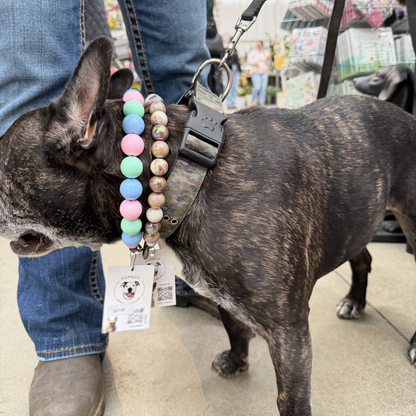 Dog wearing a colorful beaded collar with a tag, standing on a sidewalk. POPNCO beaded collar, Beaded dog collar, Breathable dog collar, cat collar, Comfortable Dog Collar, dog collar, Durable dog collar, Easy to clean dog collar, fashion collar, handmade, Pet accessories, pet collar, Popnco dog collar, slip on collar, Slip on dog collar, Stylish dog collar