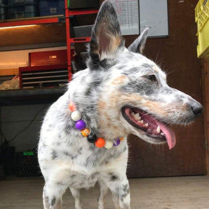 Cattle Dog Wearing the Orange, Black, Purple and White Beaded Pet Collar 
