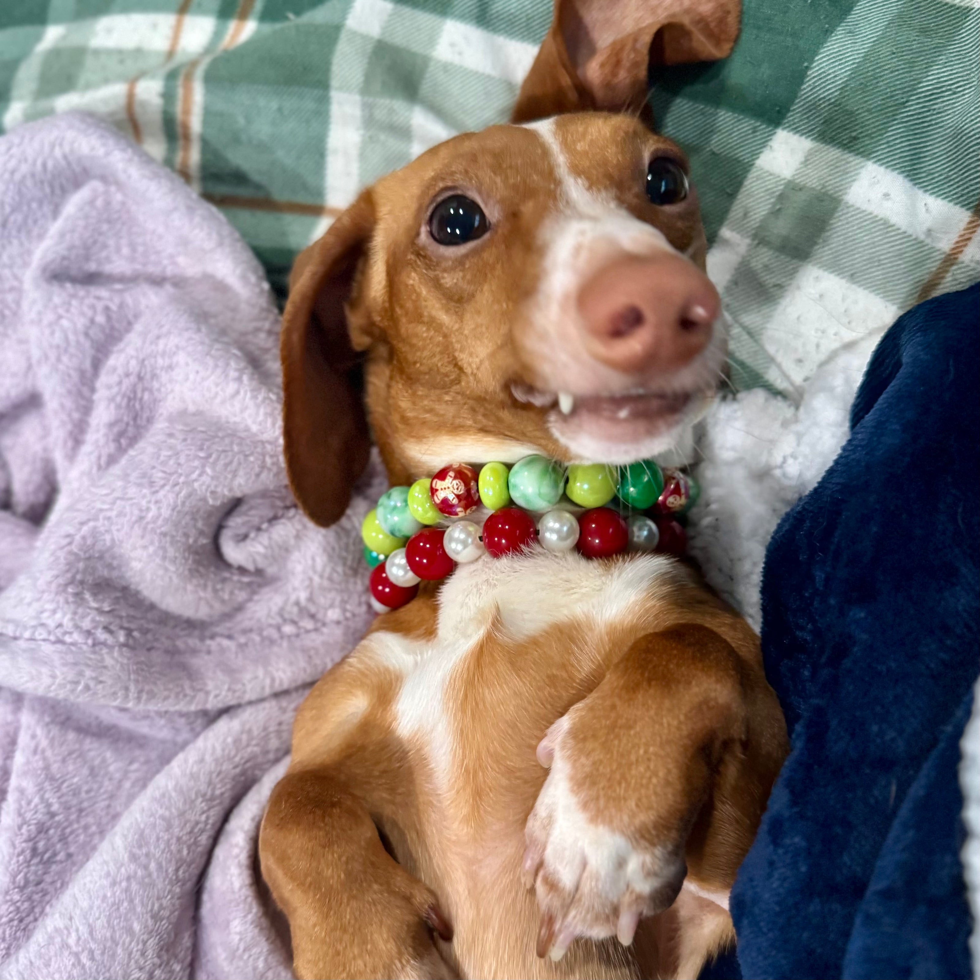 Dog wearing a colorful bead collar on a checkered blanket