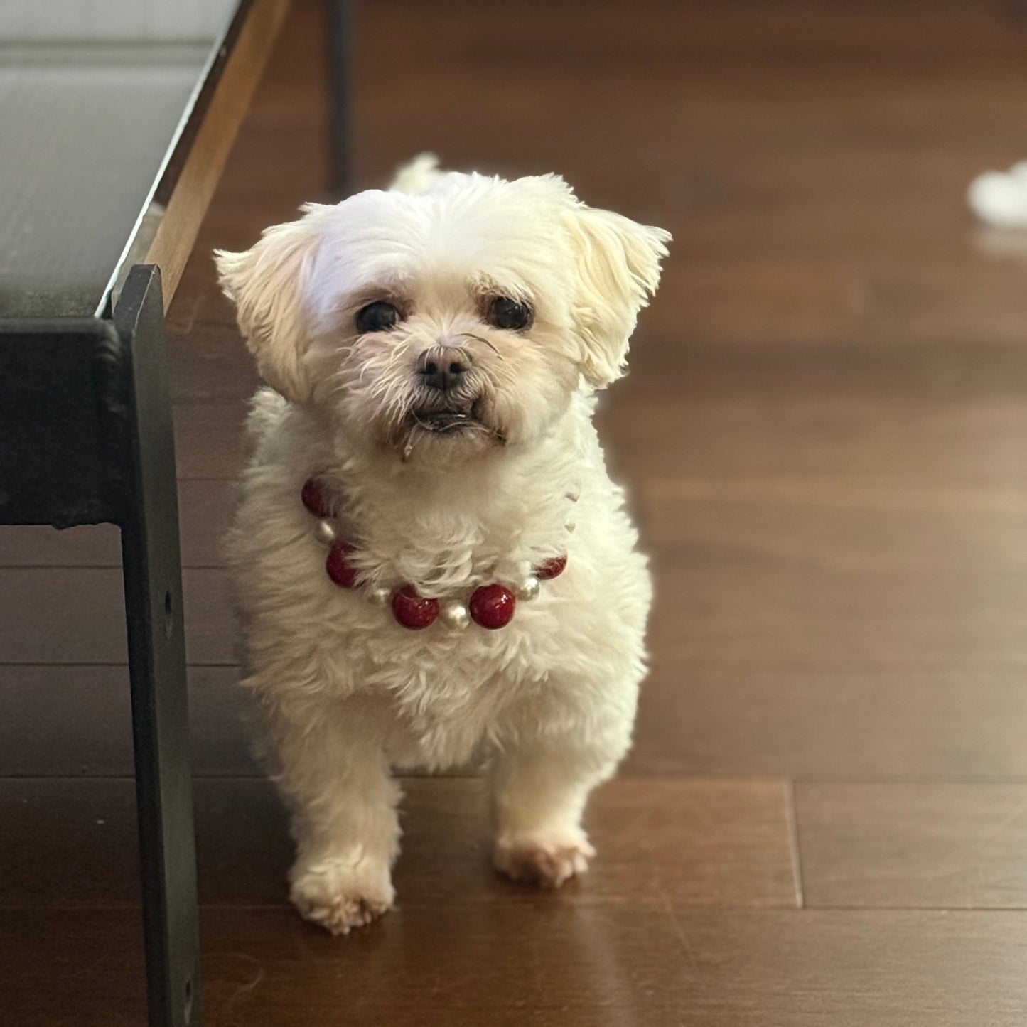 Small white dog with a red collar standing on a wooden floor.