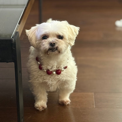 POPNCO Noel beaded pet Collar. with red and white beads. Small white dog with a red collar standing on a wooden floor. POPNCO