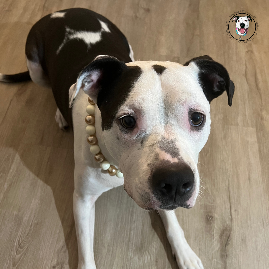 Black and white dog wearing The Nutcracker - Winter Theme - Christmas Collection - Handmade Slip on Beaded Pet Collar made with alternating gold and white acrylic beads