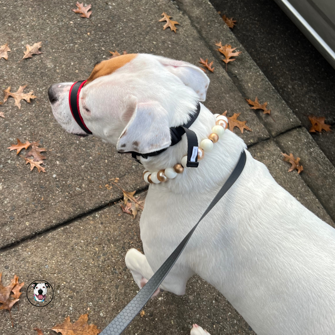 POPNCO Nutcracker Beaded Pet Collar on Aircraft Grade Stainless Steel Wire with Off White and Gold Acrylic beads from the Holiday Winter Collection. White and tan dog wearing The Nutcracker - Winter Theme - Christmas Collection - Handmade Slip on Beaded Pet Collar made with alternating gold and white acrylic beads POPNCO