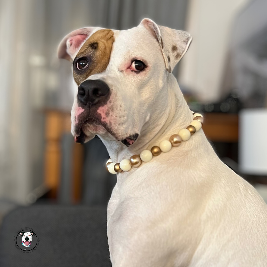 POPNCO Nutcracker Beaded Pet Collar on Aircraft Grade Stainless Steel Wire with Off White and Gold Acrylic beads from the Holiday Winter Collection. Tan and white dog wearing The Nutcracker - Winter Theme - Christmas Collection - Handmade Slip on Beaded Pet Collar made with alternating gold and white acrylic beads POPNCO