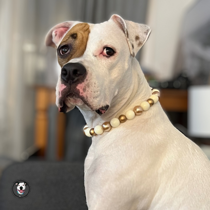 POPNCO Nutcracker Beaded Pet Collar on Aircraft Grade Stainless Steel Wire with Off White and Gold Acrylic beads from the Holiday Winter Collection. Tan and white dog wearing The Nutcracker - Winter Theme - Christmas Collection - Handmade Slip on Beaded Pet Collar made with alternating gold and white acrylic beads POPNCO