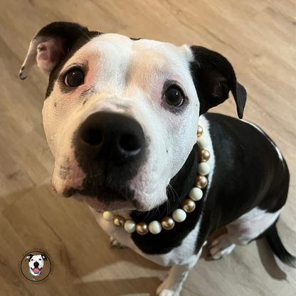 POPNCO Nutcracker Beaded Pet Collar on Aircraft Grade Stainless Steel Wire with Off White and Gold Acrylic beads from the Holiday Winter Collection. Black and white dog wearing The Nutcracker - Winter Theme - Christmas Collection - Handmade Slip on Beaded Pet Collar made with alternating gold and white acrylic beads POPNCO