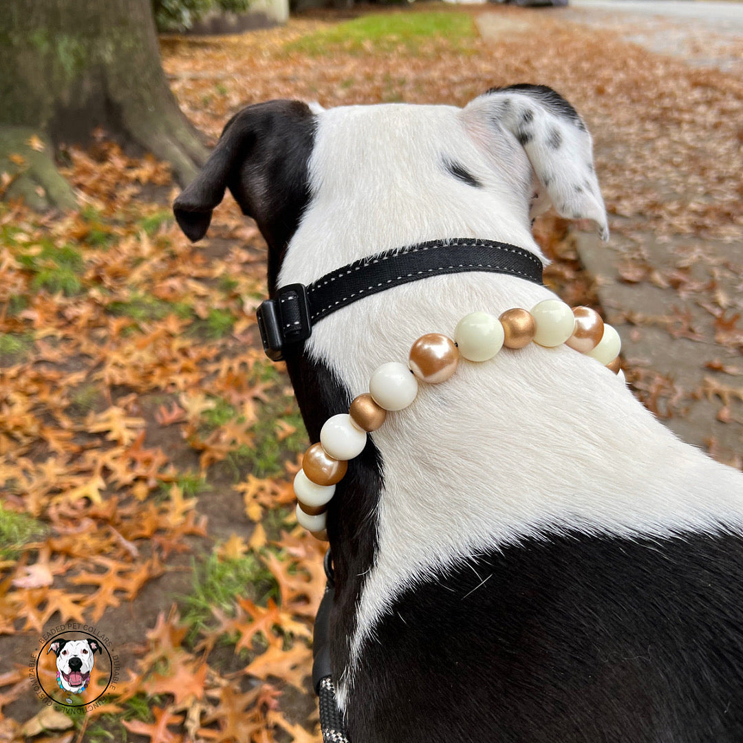 Black and white dog wearing The Nutcracker - Winter Theme - Christmas Collection - Handmade Slip on Beaded Pet Collar made with alternating gold and white acrylic beads 