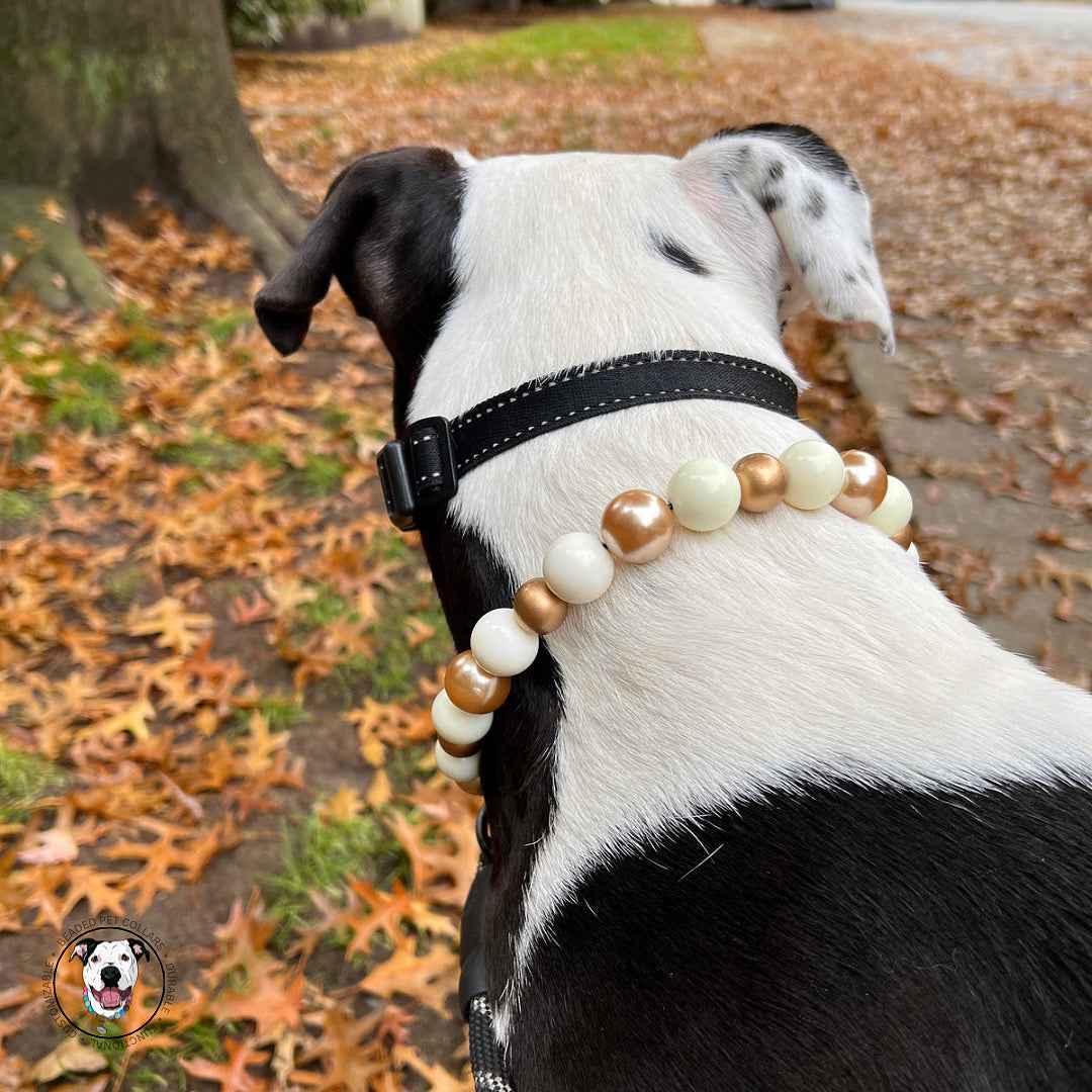 POPNCO Nutcracker Beaded Pet Collar on Aircraft Grade Stainless Steel Wire with Off White and Gold Acrylic beads from the Holiday Winter Collection. White dog sleeping and wearing The Nutcracker - Winter Theme - Christmas Collection - Handmade Slip on Beaded Pet Collar made with alternating gold and white acrylic beads POPNCO