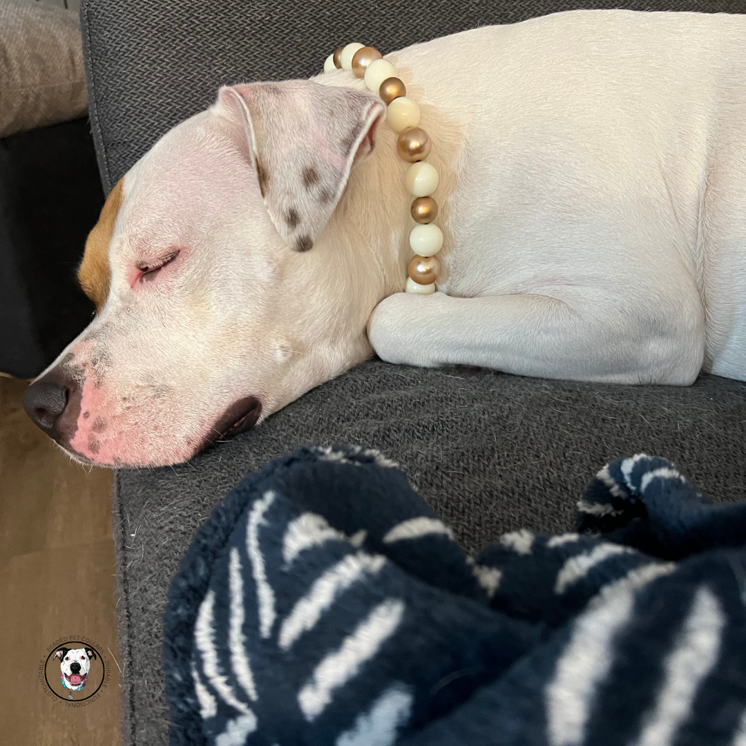 POPNCO Nutcracker Beaded Pet Collar on Aircraft Grade Stainless Steel Wire with Off White and Gold Acrylic beads from the Holiday Winter Collection. White dog sleeping and wearing The Nutcracker - Winter Theme - Christmas Collection - Handmade Slip on Beaded Pet Collar made with alternating gold and white acrylic beads POPNCO