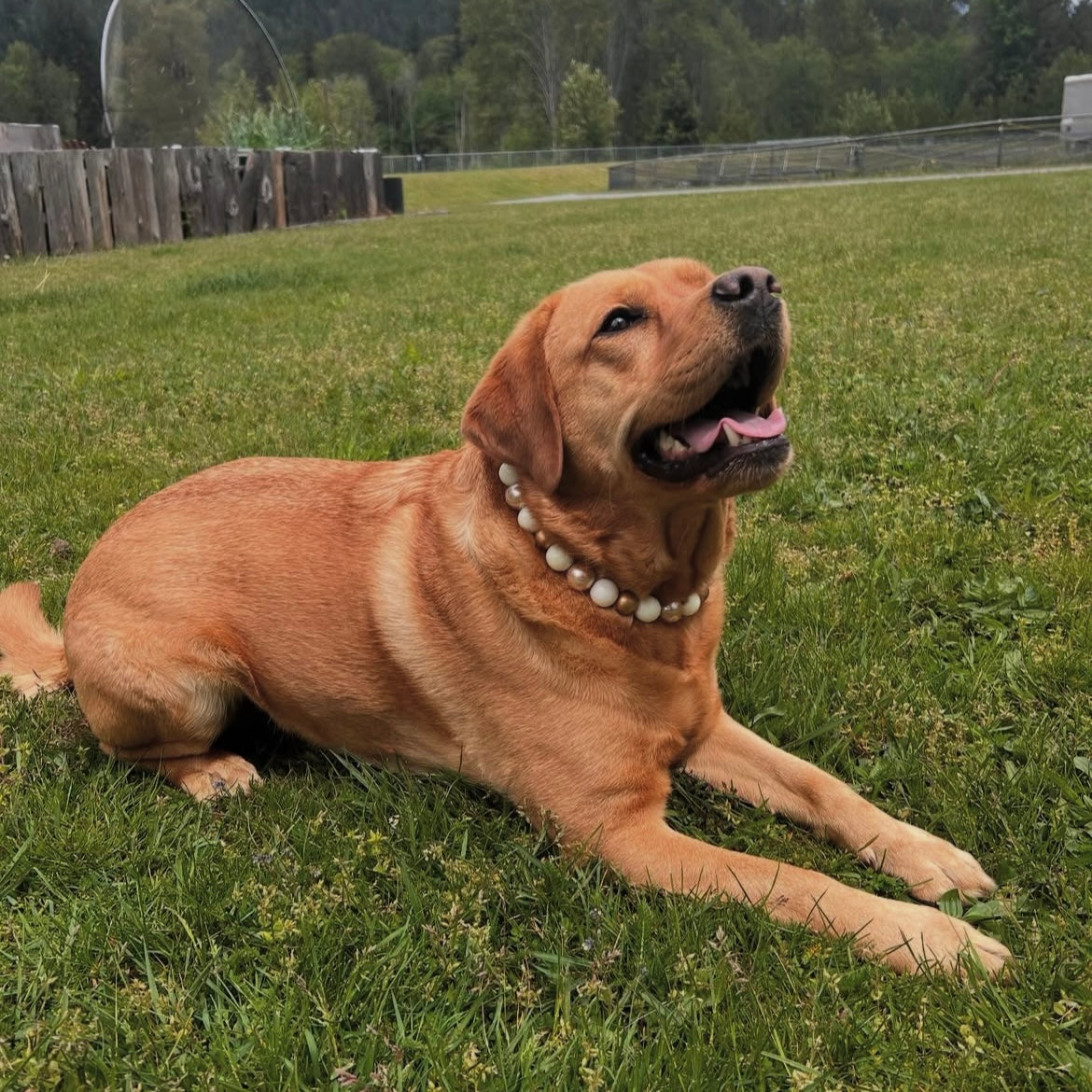 Dog lying on grass with a collar in a park-like setting