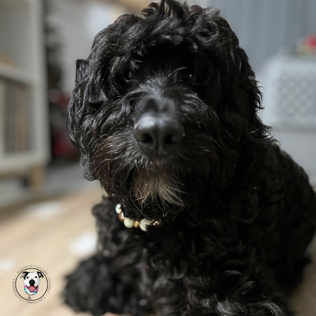 Black doodle mix dog wearing The Nutcracker - Winter Theme - Christmas Collection - Handmade Slip on Beaded Pet Collar made with alternating gold and white acrylic beads