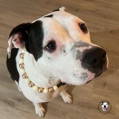 POPNCO Nutcracker Beaded Pet Collar on Aircraft Grade Stainless Steel Wire with Off White and Gold Acrylic beads from the Holiday Winter Collection. Black and white pitbull mix dog wearing The Nutcracker - Winter Theme - Christmas Collection - Handmade Slip on Beaded Pet Collar made with alternating gold and white acrylic beads POPNCO