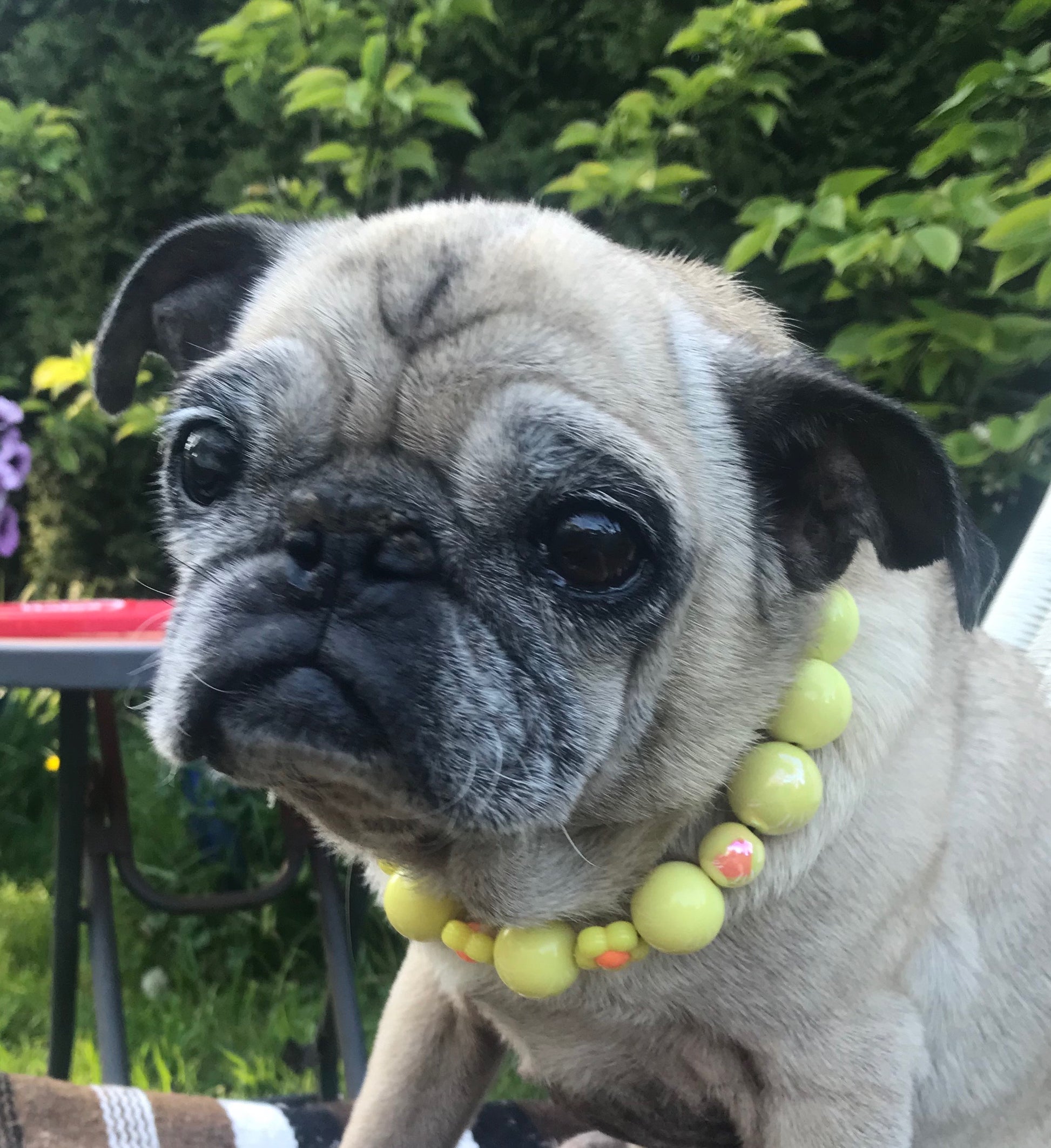 Pug dog wearing a colorful bead necklace outdoors with greenery in the background