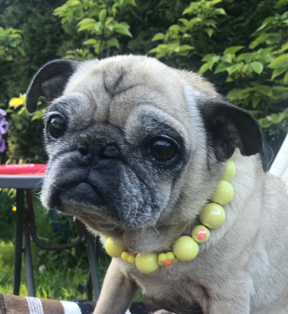 Pug dog wearing a colorful bead necklace outdoors with greenery in the background