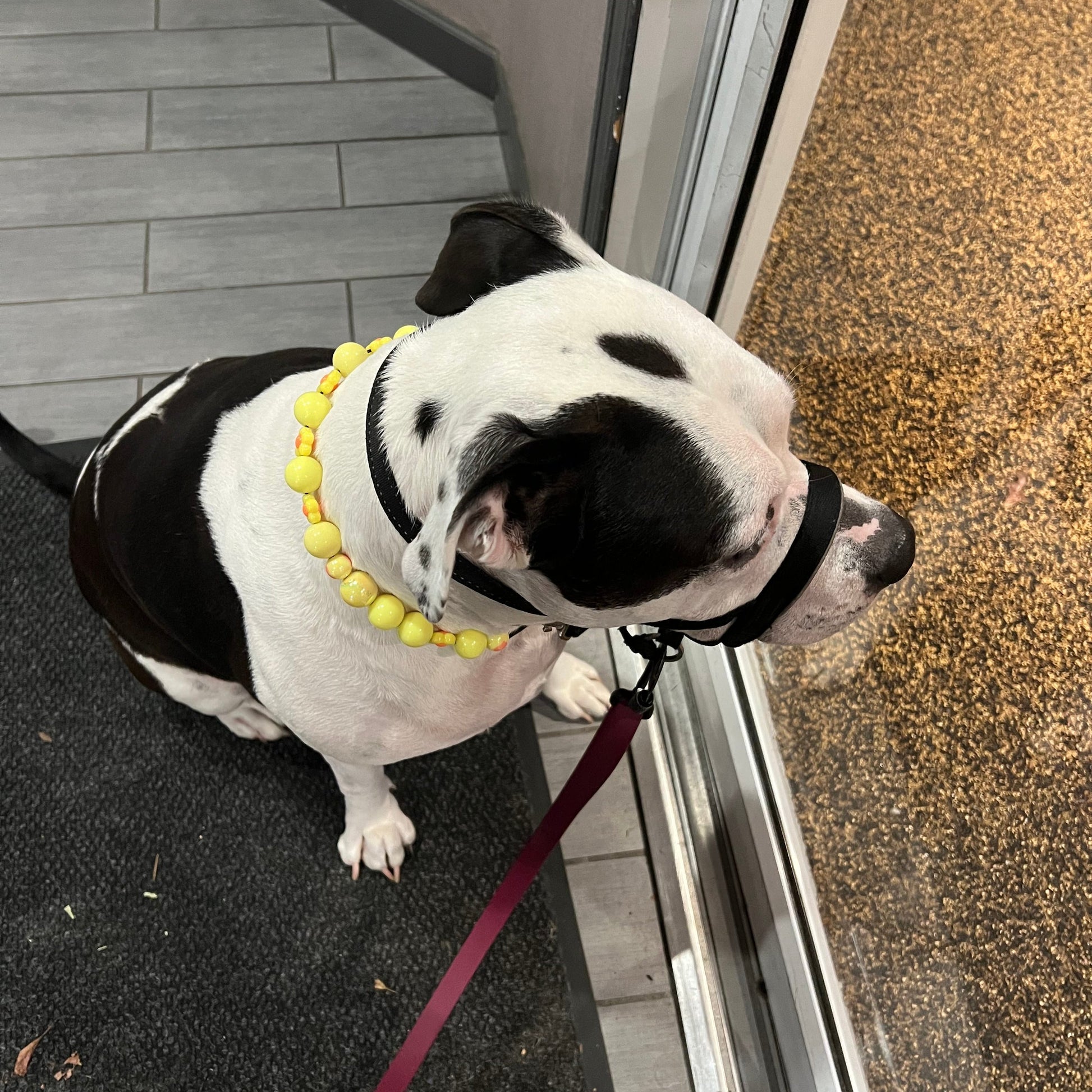 Black and white dog wearing Yellow Collar  POPNCO