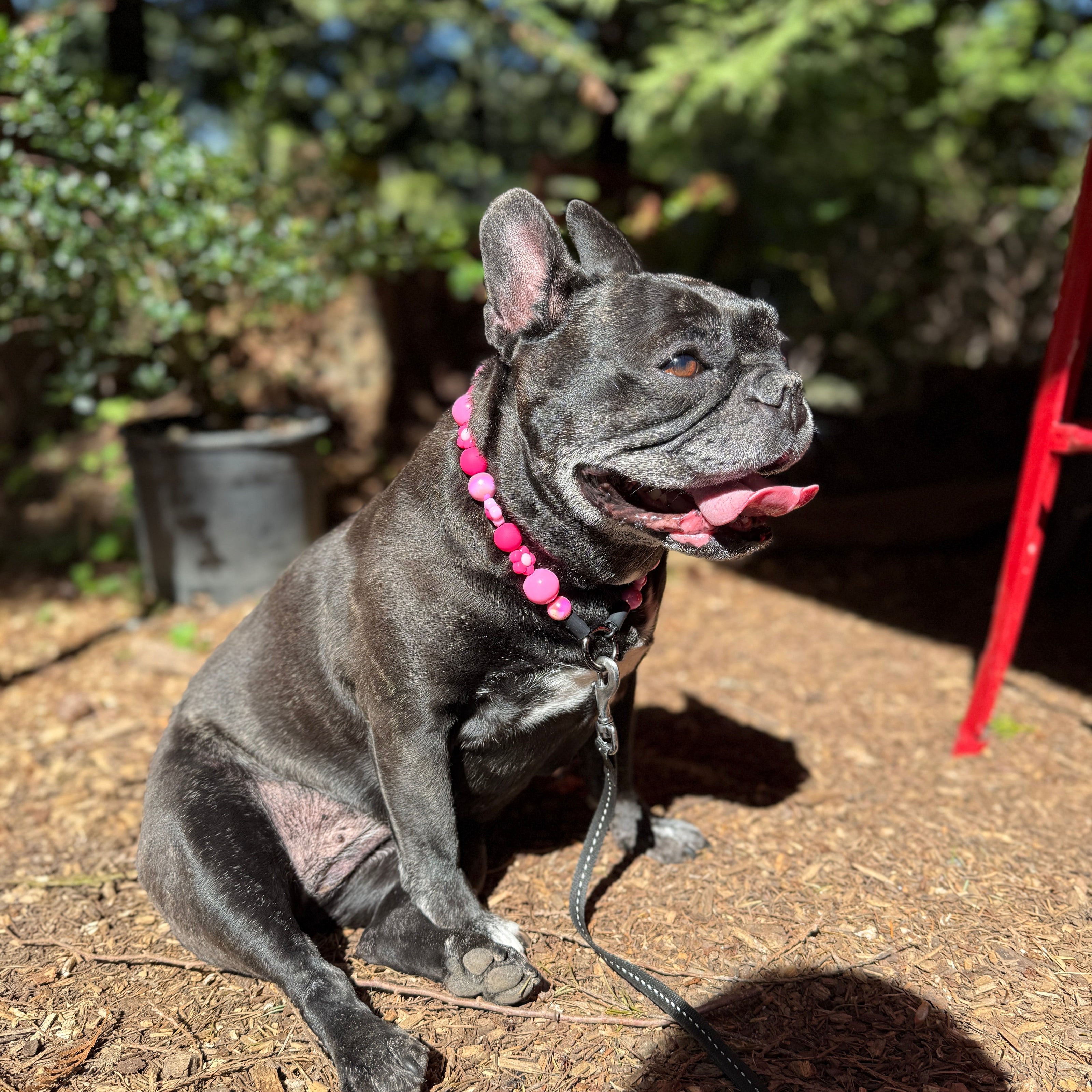 Dog with a pink collar sitting on a mulched area with trees in the background