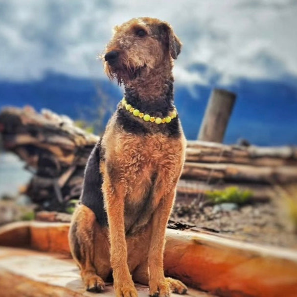 Dog sitting on a log with mountains in the background