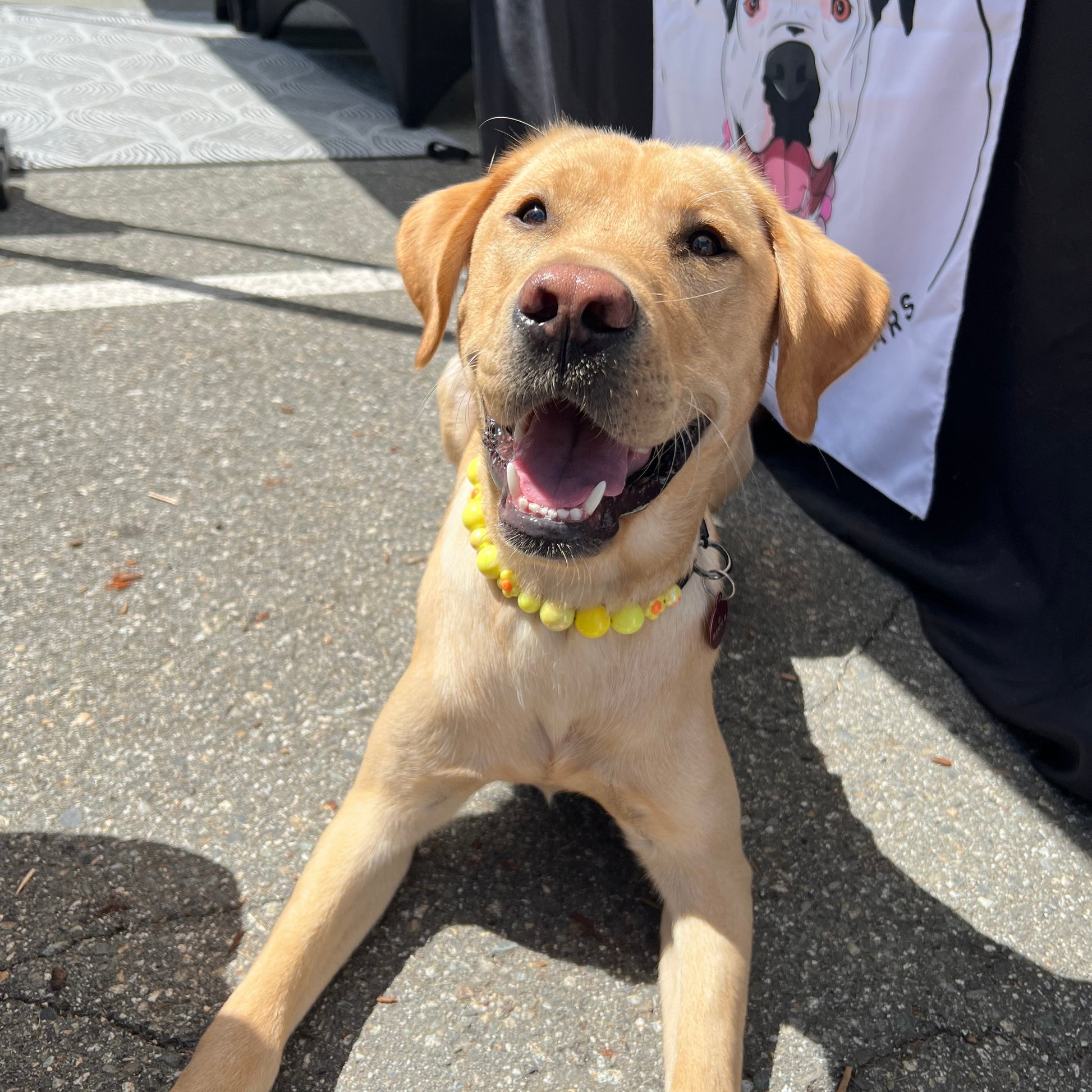 Happy dog lying on the ground with a car and a dog-themed blanket in the background. POPNCO