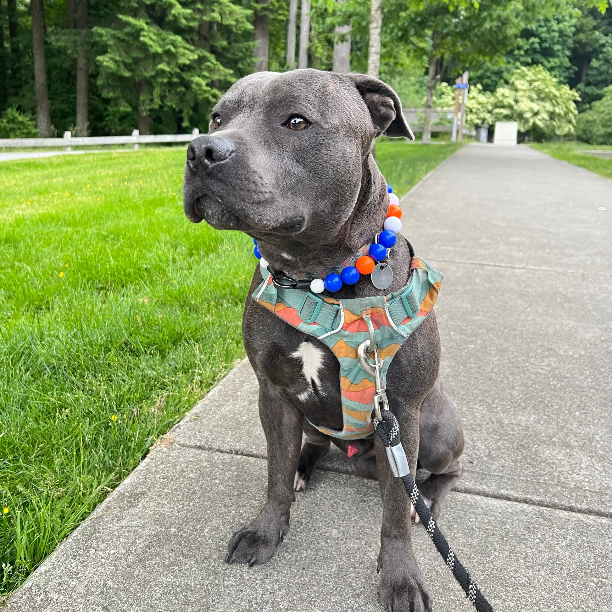 Dog sitting on a sidewalk with a colorful harness and collar, surrounded by green grass and trees. POPNCO