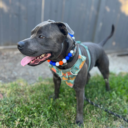 Dog wearing a colorful POPNCO beaded Pet Collar named Oilers from the Team Colors game Day Collection. He is standing on the grass with a wooden fence in the background. 