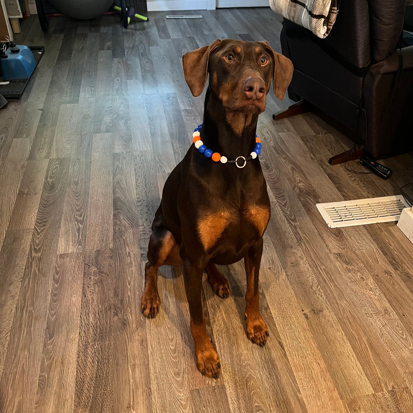 Dog sitting on a wooden floor wearing a colorful collar POPNCO
