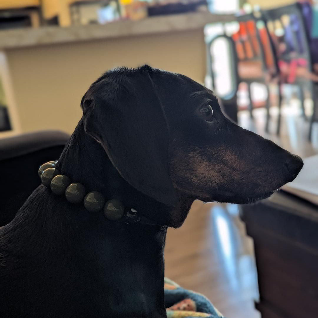 Black dog with a collar in a home setting