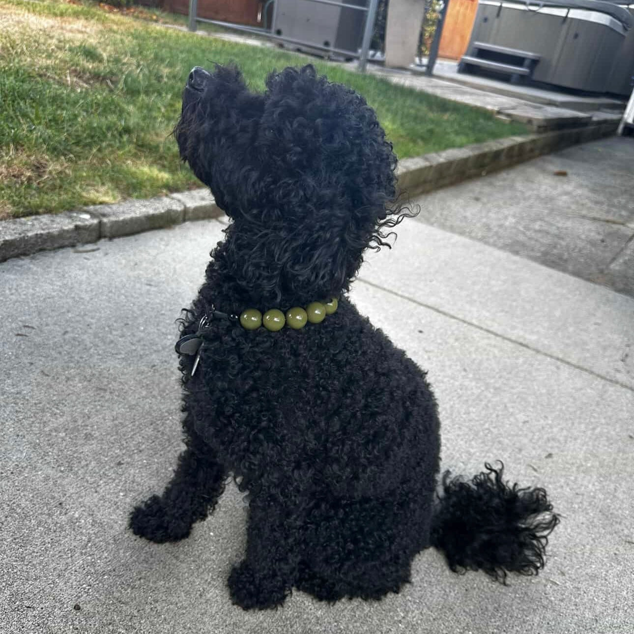 Black curly-haired dog sitting on a sidewalk with a green collar.