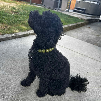 Black curly-haired dog sitting on a sidewalk with a green collar.