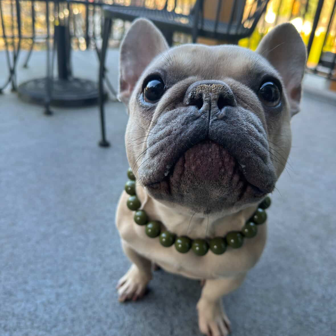 Dog wearing a green beaded collar on a concrete surface with blurred background