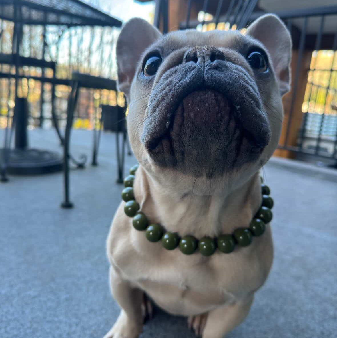 Dog wearing a green beaded collar on a patio
