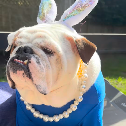 Dog in a blue outfit with bunny ears and pearl necklace called olivia from the biggie smalls collection from POPNCO 