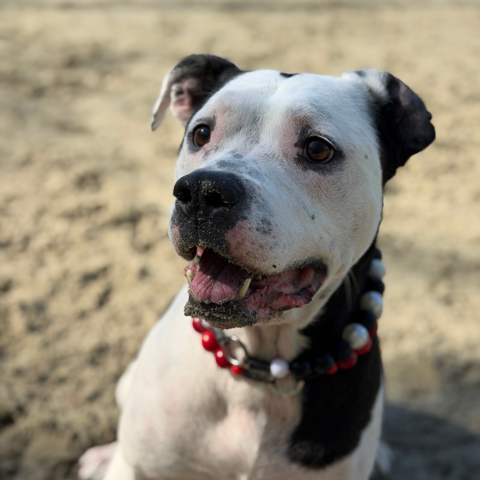 black and white pitbull mix dog Poppy the dog on a beach wearing two collars from POPNCO the red and gold acrylic beaded pet collar Holiday Party and the Black and white collar called Panda. 