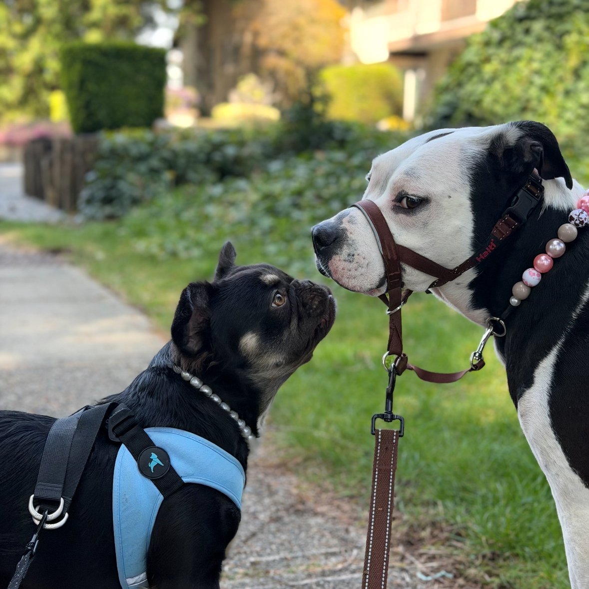 Two dogs on a leash in an outdoor setting with greenery and a building in the background.