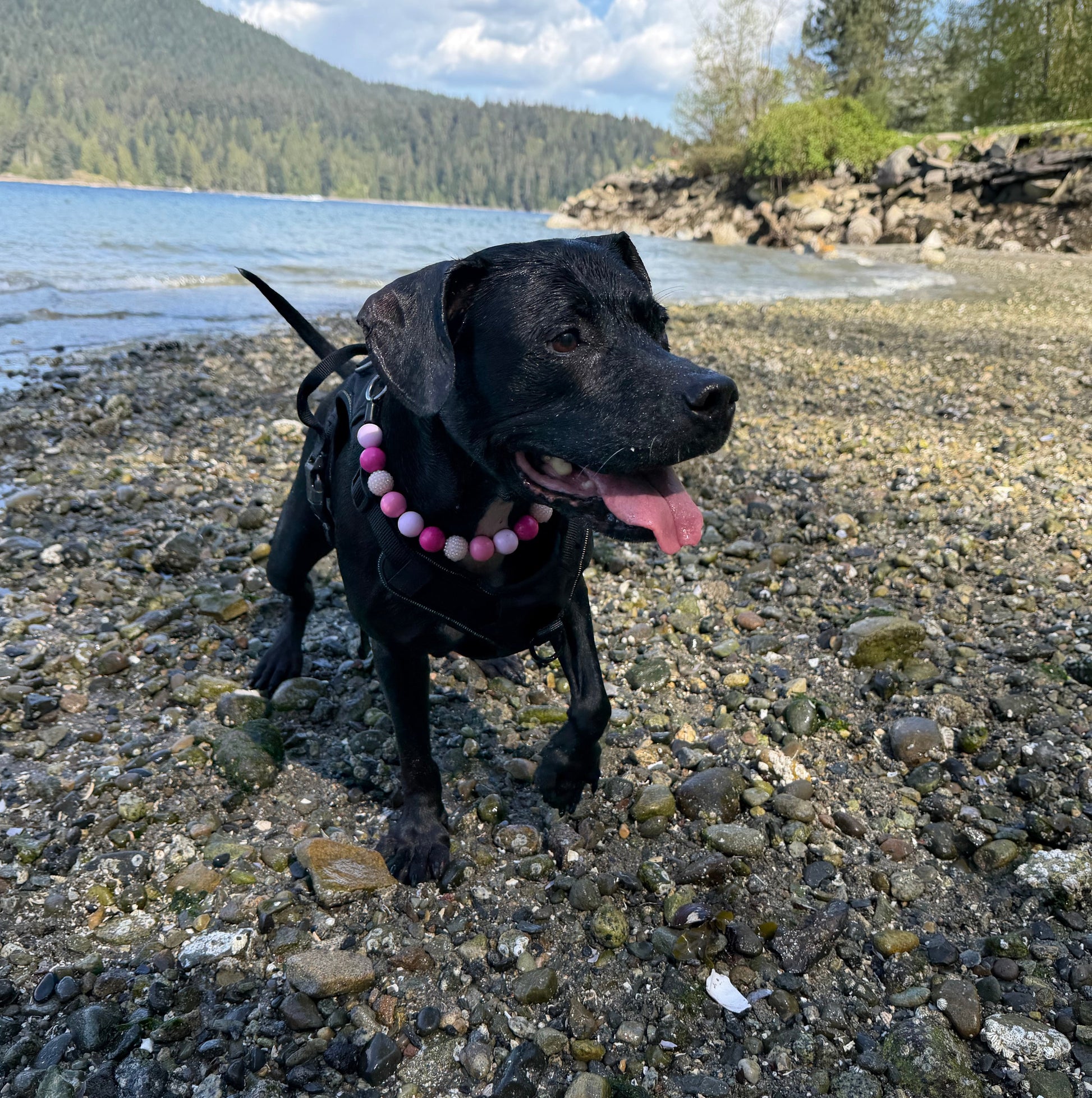 Black dog with a pink collar lying on a rocky surface near water