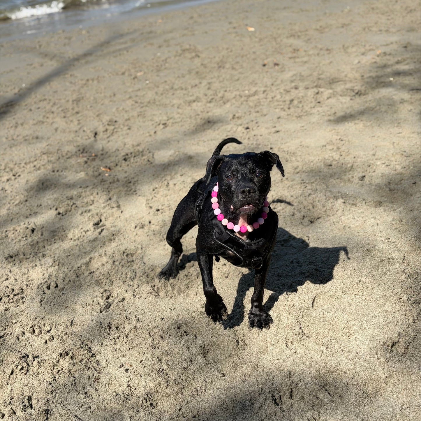 Black dog on a sandy beach with water in the background