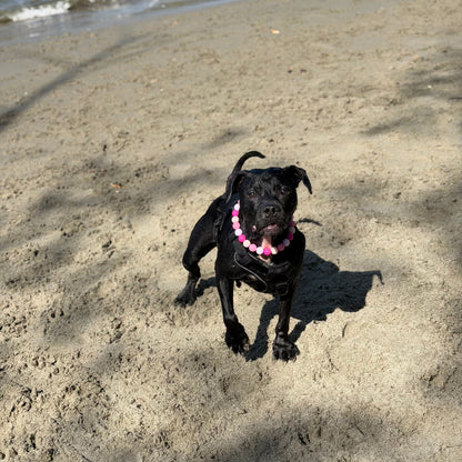 Black dog on a sandy beach with water in the background