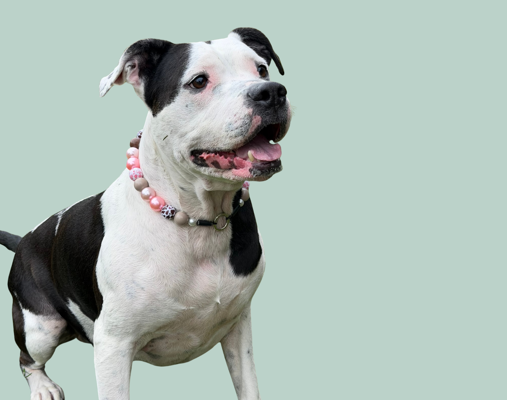 Black and white dog wearing a pink beaded pet collar called Shania from POPNCO on a light green background from the Country Club Collection 