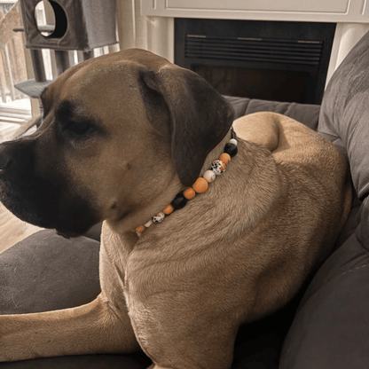 A tan dog sitting on a gray couch wearing a beaded collar with orange, black, and white skull beads.