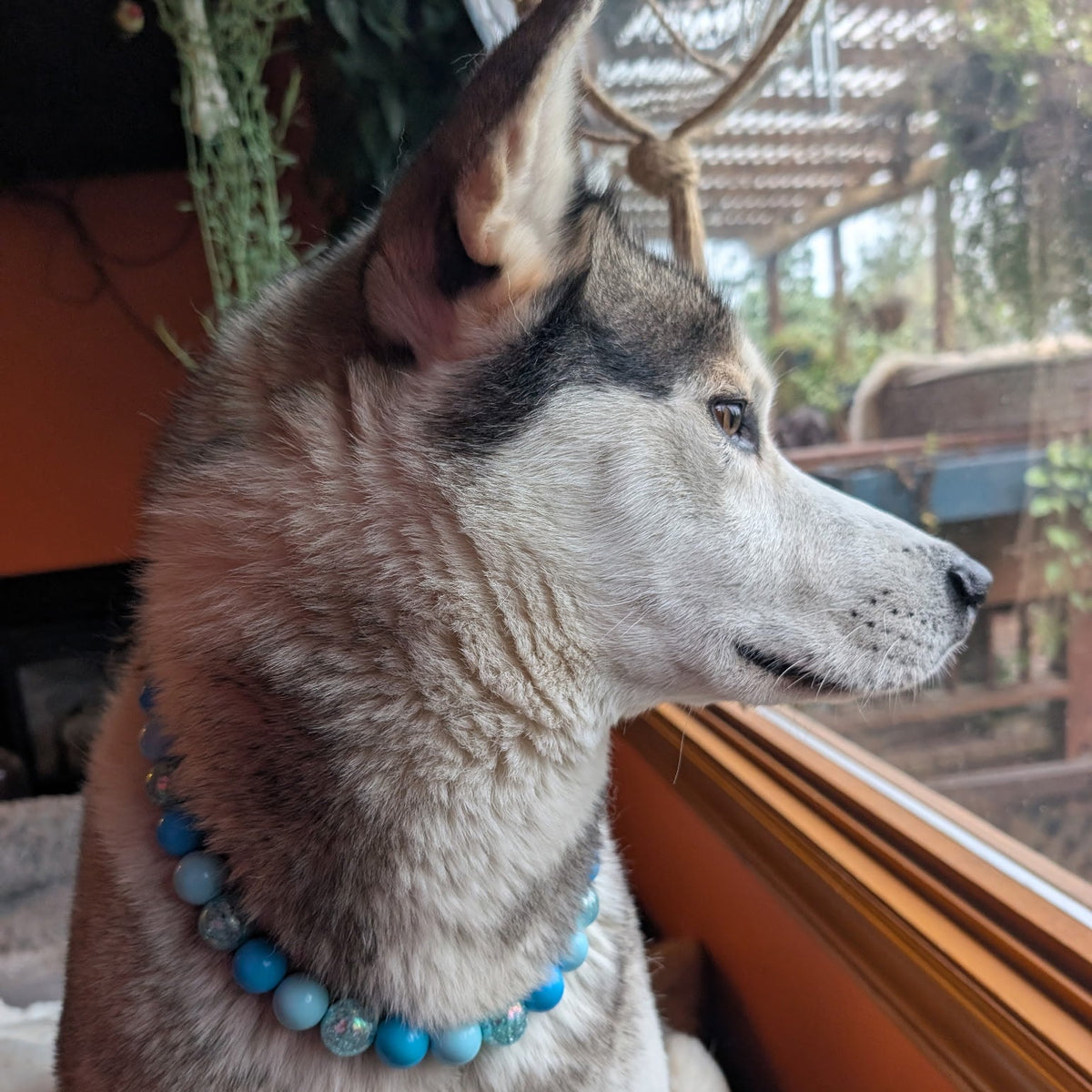 POPNCO Abominable Snowman Winter Holiday Collection Beaded Pet Collar. Blue acrylic and resin beads on aircraft grade stainless steel wire.Dog wearing a blue beaded collar named Abominable Snowman from the Winter Collection from POPNCO looking out a window
