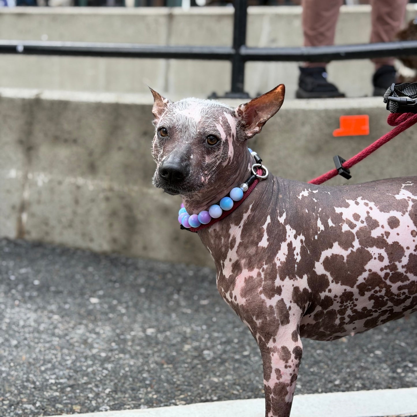 A hairless dog with pink and brown dalmatian-like spots stands on a leash on an outdoor street or balcony, wearing a purple beaded collar.