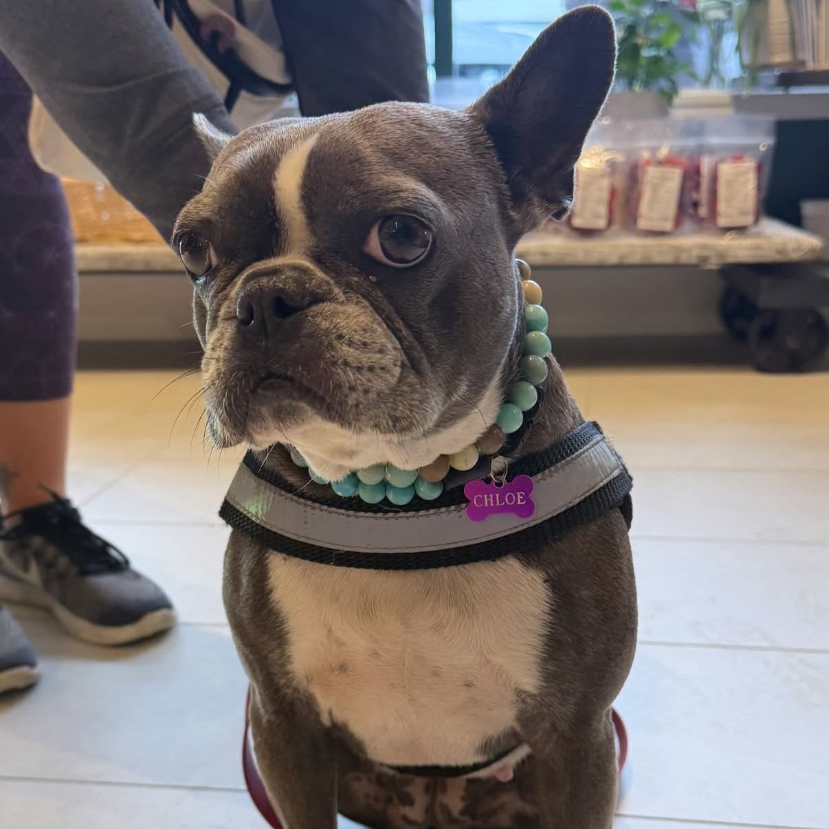 A French bulldog wearing a green beaded collar and harness sits in a pet store. A teal text overlay at the bottom reads, 'Look how pretty Chloe looks in her new collar!' with '@popco_pup' above it.