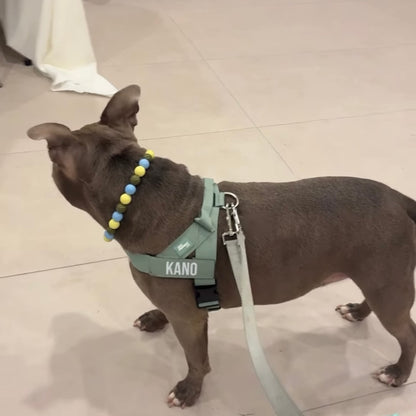 Dog wearing a harness with 'KANO' on it and a Cowboy Blue, Olive Green and Pale Yellow Beaded Pet Collar from POPNCO called Cletus. He is standing on a tiled floor. POPNCO beaded collar, Beaded dog collar, Breathable dog collar, Breathable dog collars, cat collar, Comfortable Dog Collar, dog collar, Durable dog collar, fashion collar, Pet accessories, pet collar, Popnco dog collar, slip on collar, Slip on dog collar, Stylish dog collar
